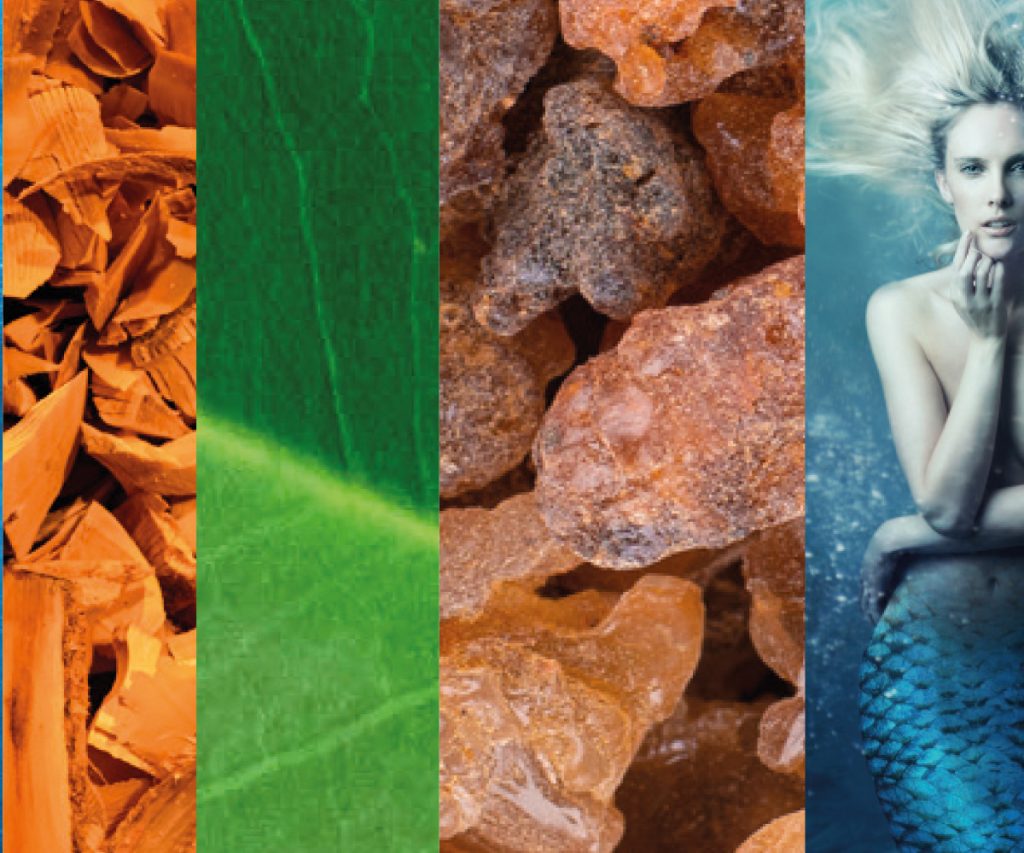 Pierre Guillaume Paris - Le Chant des Sirenes - 27-1 - Parfum - aquatique mineral - Feuilles de Palissandre, Carambole, Opopanax, Bois d'Amandier, Criste Marine, Bois de Santal.
Pierre Guillaume Paris - Le Chant des Sirenes - 27-1 - Perfume - 100 ml bottle - aquatic mineral - Rosewood-Carambola-Opopanax-Wood-Anmand-rose-Marine Sandalwood Leaves. Ingredients 2