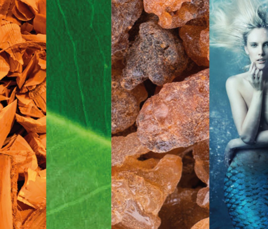 Pierre Guillaume Paris - Le Chant des Sirenes - 27-1 - Parfum - aquatique mineral - Feuilles de Palissandre, Carambole, Opopanax, Bois d'Amandier, Criste Marine, Bois de Santal. Pierre Guillaume Paris - Le Chant des Sirenes - 27-1 - Perfume - 100 ml bottle - aquatic mineral - Rosewood-Carambola-Opopanax-Wood-Anmand-rose-Marine Sandalwood Leaves. Ingredients 2