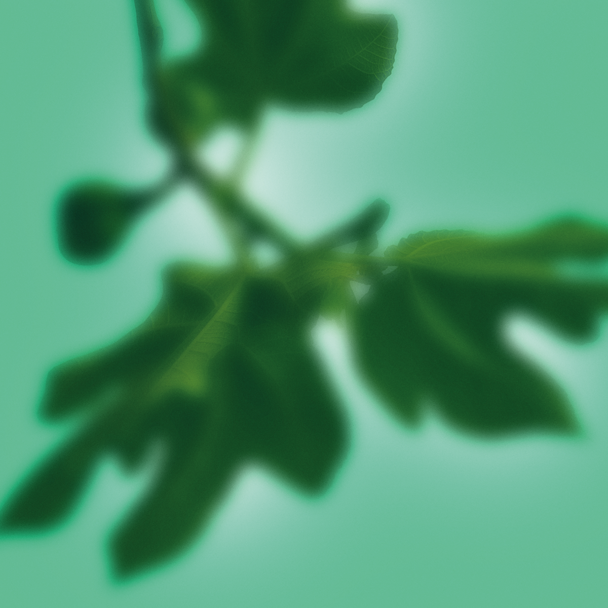 leaf-artwork Feuilles de figuier paysage méditerranéen