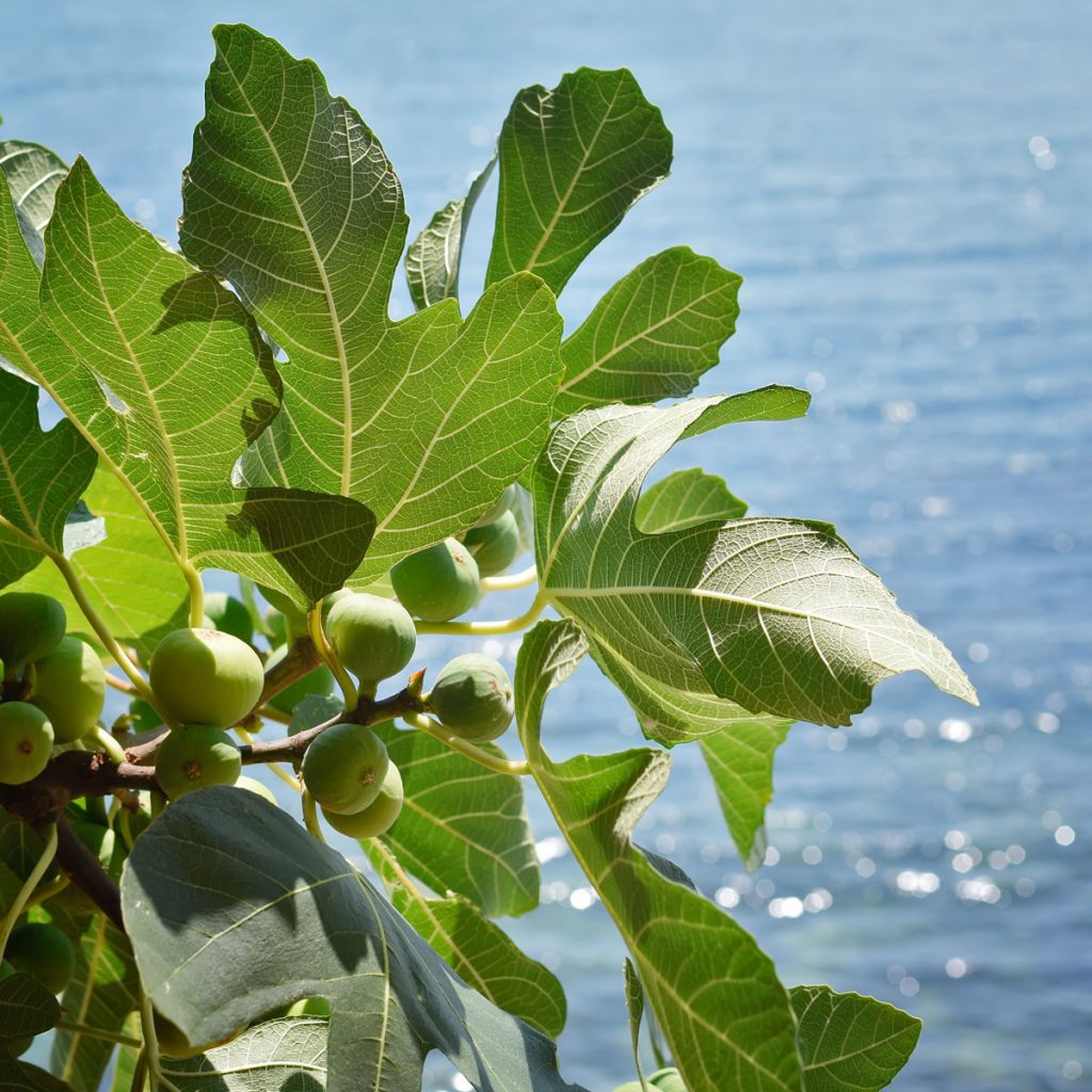 Feuilles de figuier paysage méditerranéen