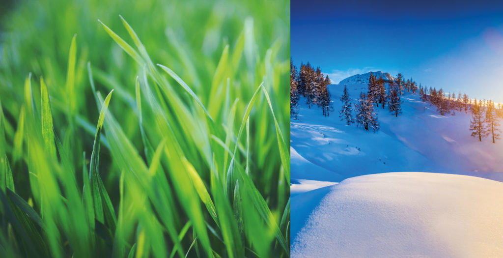 Taïga — Taiga landscape, bison grass and Siberian wind