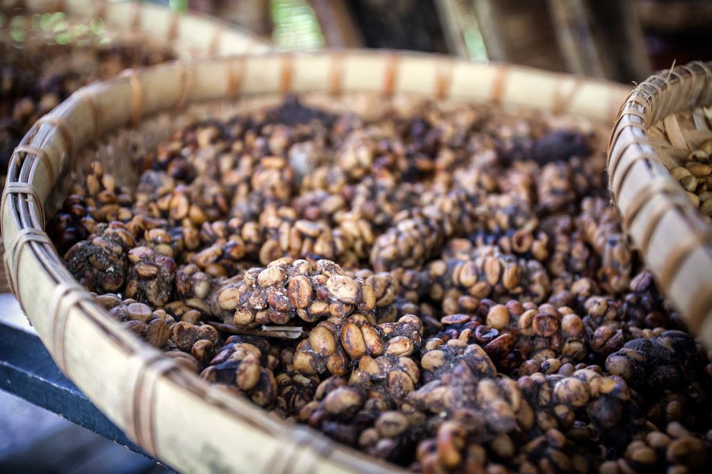 10.2 Sphinxyness — Grains de café Kopi Luwak d'Indonésie — Pierre Guillaume Paris